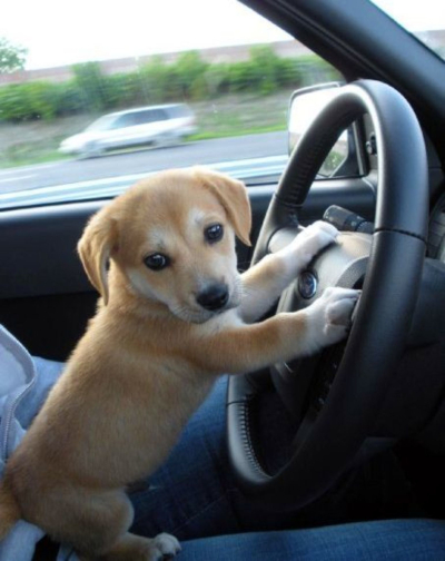 Hoe kan ik mijn hond veilig autovakantie? -Tussenstop