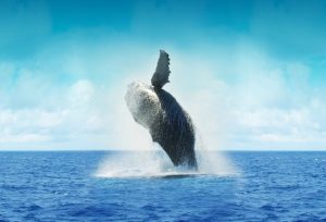 Walvissen spotten IJsland